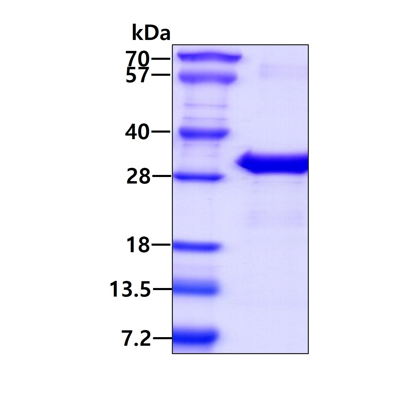 SDS-PAGE - Recombinant Human VAPB protein (His tag N-Terminus) (AB101214)
