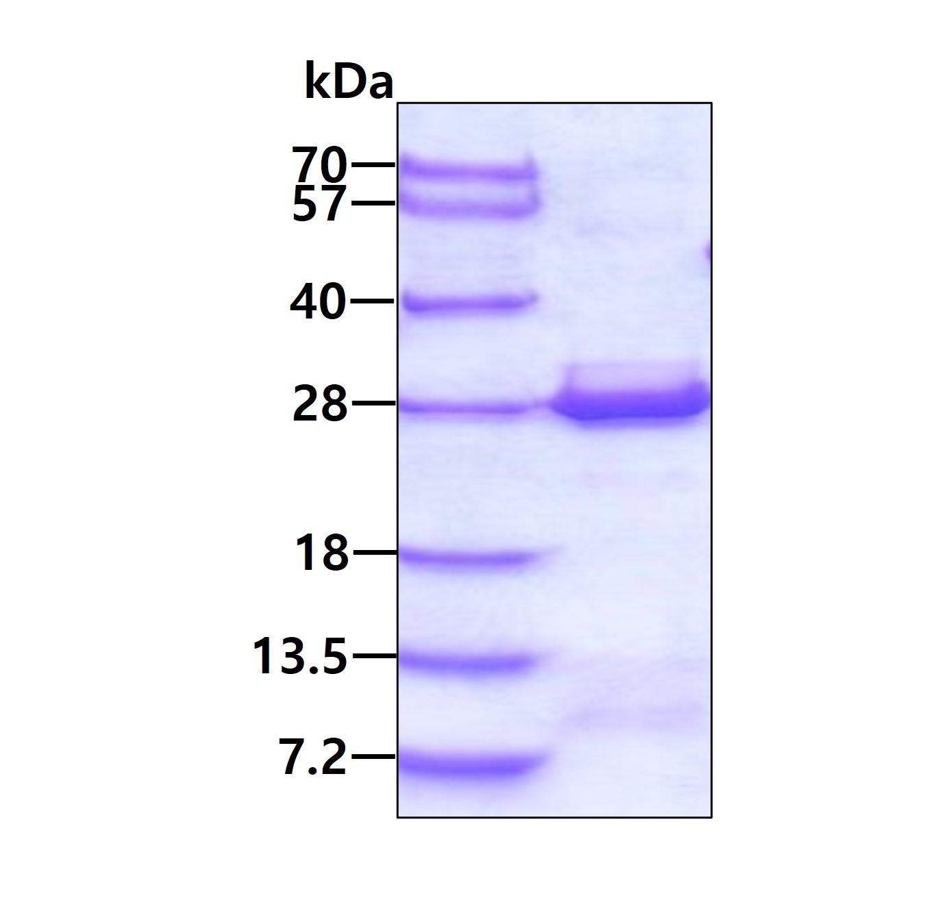 SDS-PAGE - Recombinant Human VBP-1 protein (His tag N-Terminus) (AB139201)