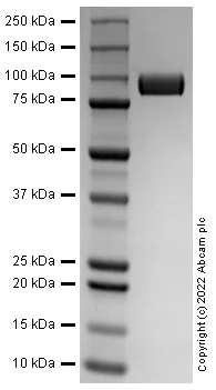 SDS-PAGE - Recombinant Human VCAM1 protein (Active) (AB288799)