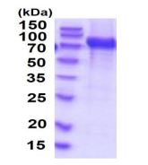 SDS-PAGE - Recombinant human VCAM1 protein (His tag) (AB219443), expandable thumbnail