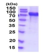 SDS-PAGE - Recombinant human VCAM1 protein (His tag) (AB219443)