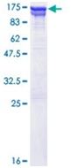 SDS-PAGE - Recombinant Human VCP protein (AB132074), expandable thumbnail