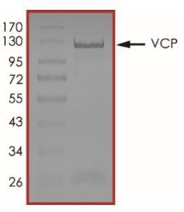 SDS-PAGE - Recombinant human VCP protein (Active) (AB269130), expandable thumbnail