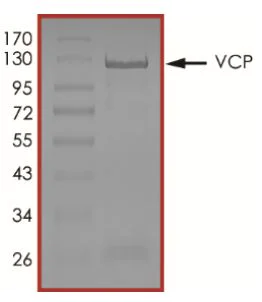SDS-PAGE - Recombinant human VCP protein (Active) (AB269130)