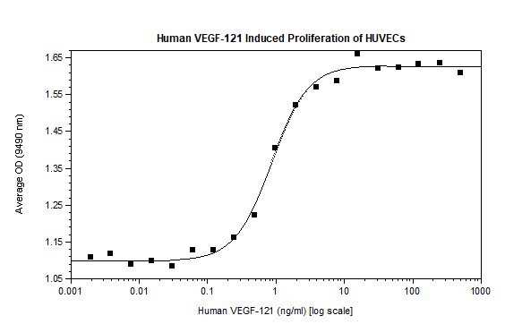 Recombinant human VEGF 121B protein