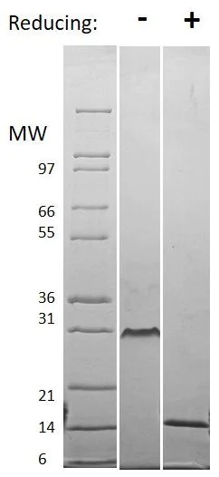 SDS-PAGE - Recombinant human VEGF 121B protein (AB61872)