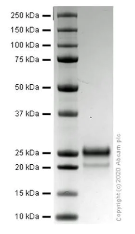 SDS-PAGE - Recombinant human VEGF 165A protein (Active) (AB259412)