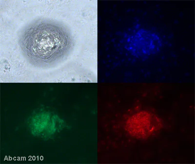 Cell Differentiation - Recombinant human VEGF 165A protein (Active) (AB9571)