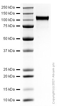 SDS-PAGE - Recombinant human VEGF Receptor 2 protein (Active) (AB281825), expandable thumbnail