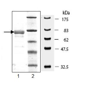 SDS-PAGE - Recombinant human VEGF Receptor 3 protein (AB95247), expandable thumbnail