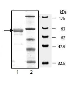 SDS-PAGE - Recombinant human VEGF Receptor 3 protein (AB95247)