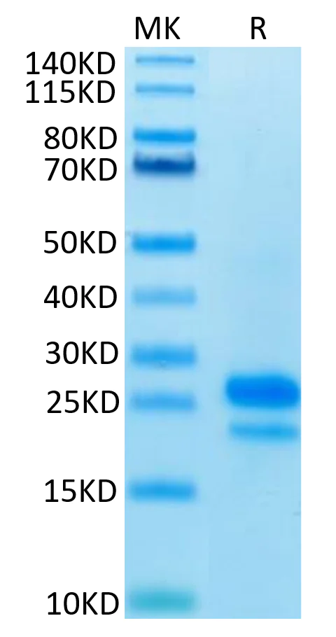 SDS-PAGE - Recombinant Human VEGF165 (Active) protein (AB316095)