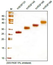 SDS-PAGE - Recombinant human VEGF189 protein (AB106307)