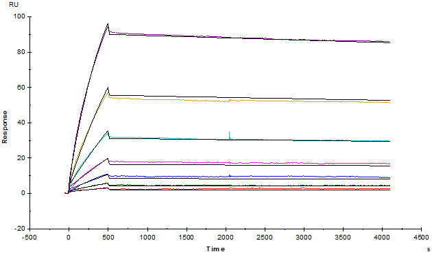 Recombinant human VEGFA protein (Active)