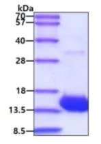 SDS-PAGE - Recombinant human VEGFA protein (Active) (Tag Free) (AB264451)