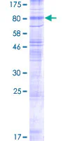 SDS-PAGE - Recombinant Human VGluT1 protein (GST tag N-Terminus) (AB153436)