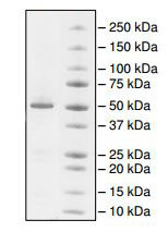 SDS-PAGE - Recombinant human Visfatin protein (AB198090), expandable thumbnail