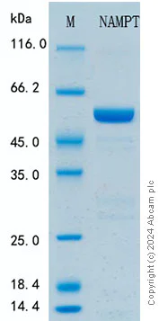 SDS-PAGE - Recombinant Human Visfatin Protein Standard (His tag) (AB316517)