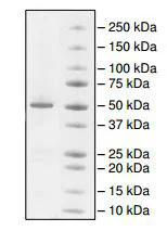 SDS-PAGE - Recombinant human Visfatin protein (Tag Free) (AB198090)