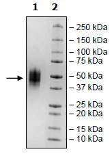 SDS-PAGE - Recombinant Human VISTA protein (Avi tag C-Terminus + His tag C-Terminus) (AB271380)
