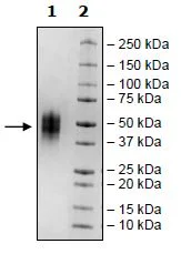 SDS-PAGE - Recombinant Human VISTA protein (Biotin) (Avi tag C-Terminus + His tag C-Terminus) (AB271381)