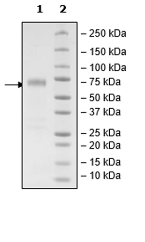 SDS-PAGE - Recombinant Human VISTA protein (Biotin) (Fc tag C-Terminus + Avi tag C-Terminus) (AB271379)