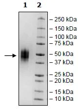 SDS-PAGE - Recombinant Human VISTA protein (Tagged) (AB271380)