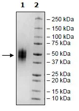 SDS-PAGE - Recombinant Human VISTA protein (Tagged) (Biotin) (AB271381)