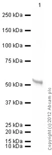 Western blot - Recombinant Human Vitamin D Receptor protein (AB82068)