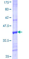 SDS-PAGE - Recombinant Human VNN3 protein (GST tag N-Terminus) (AB163077)