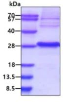 SDS-PAGE - Recombinant Human Von Hippel Lindau/VHL protein (AB48702)