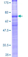 SDS-PAGE - Recombinant Human VPAC2 protein (GST tag N-Terminus) (AB159805)