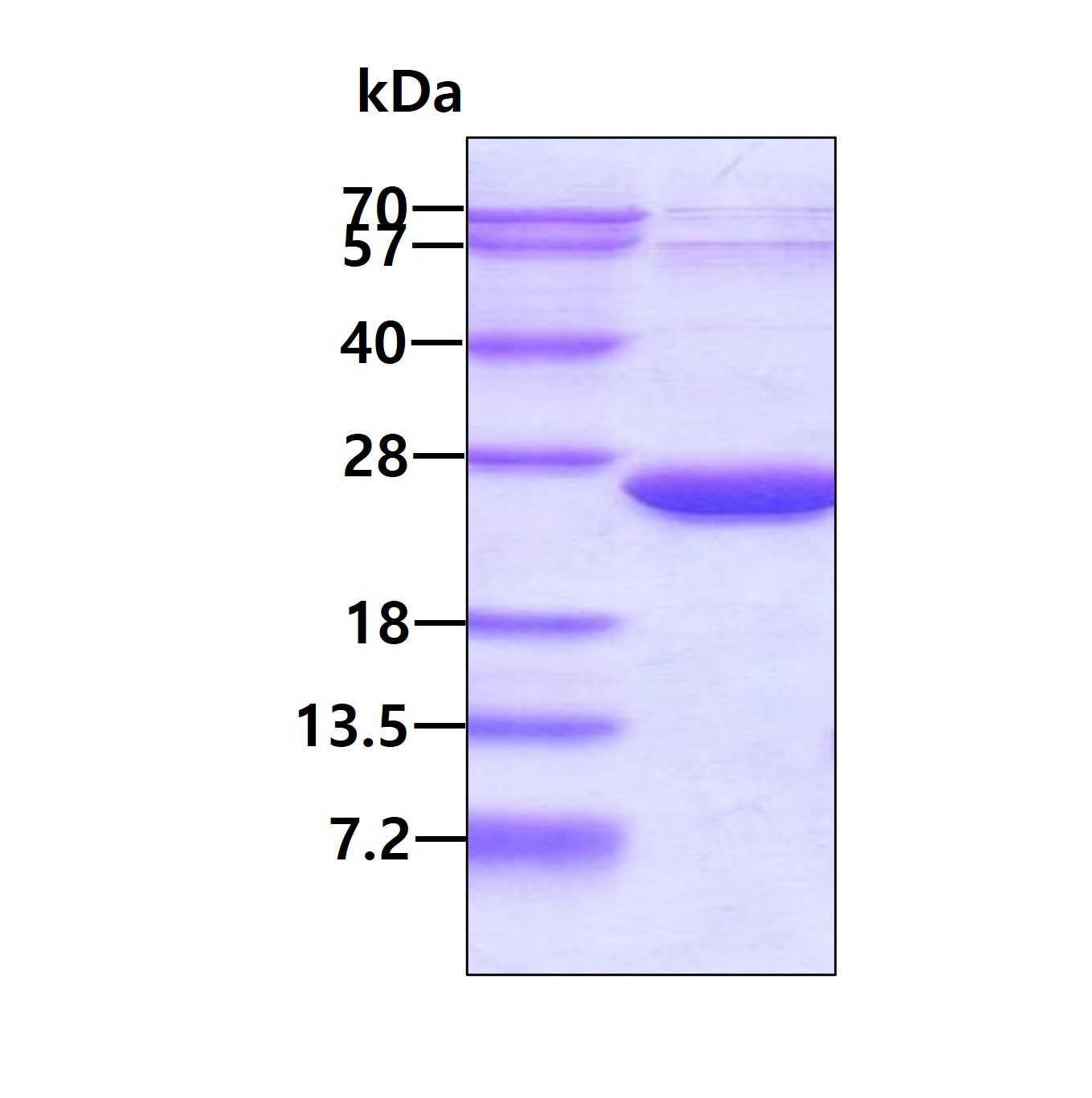 SDS-PAGE - Recombinant Human VPS25 protein (AB124321), expandable thumbnail