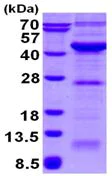SDS-PAGE - Recombinant Human VPS26 protein (His tag N-Terminus) (AB130047)