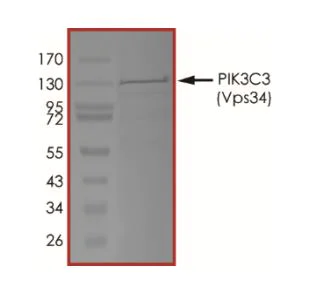 SDS-PAGE - Recombinant human VPS34 protein (Active) (AB268867)