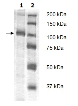 SDS-PAGE - Recombinant human VPS34 protein (DDDDK tag N-Terminus) (AB198071)