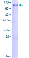 SDS-PAGE - Recombinant Human VPS41 protein (GST tag N-Terminus) (AB132476)