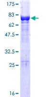 SDS-PAGE - Recombinant Human VPS4a protein (GST tag N-Terminus) (AB162109)