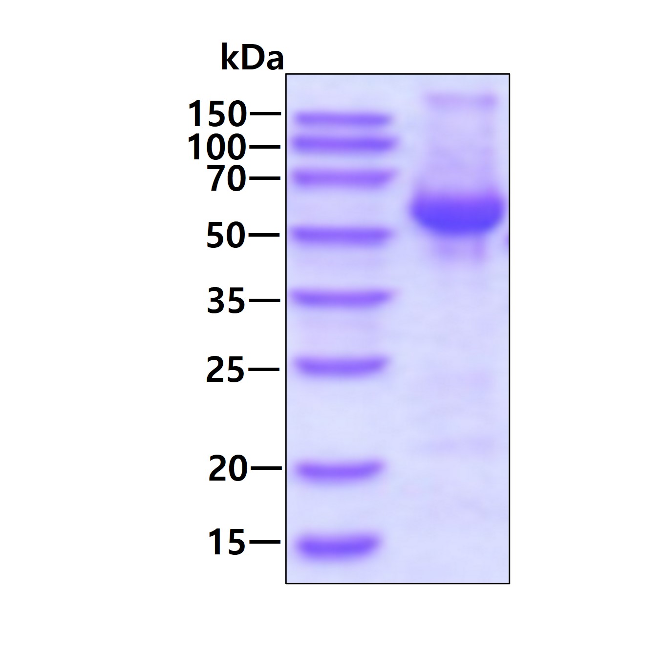 SDS-PAGE - Recombinant Human VPS4B/MIG1 protein (AB171483), expandable thumbnail