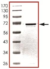 SDS-PAGE - Recombinant human VRK1 protein (AB125555)