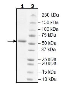 SDS-PAGE - Recombinant Human VSIG8 protein (Fc tag C-Terminus + Avi tag C-Terminus) (AB271791)