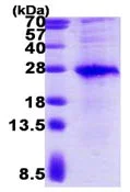 SDS-PAGE - Recombinant Human VSTM2L protein (AB116198)