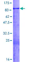 SDS-PAGE - Recombinant Human WASF3 protein (GST tag N-Terminus) (AB161165)