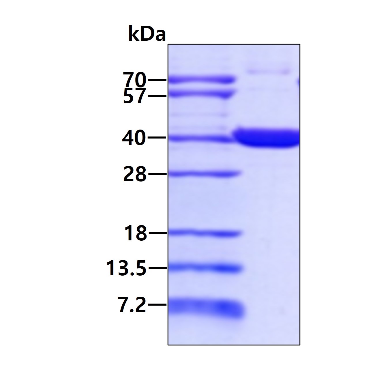 SDS-PAGE - Recombinant Human WDR5 protein (AB98079), expandable thumbnail