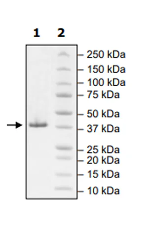 SDS-PAGE - Recombinant Human WDR5 protein (Biotin) (Avi tag N-Terminus + His tag N-Terminus) (AB271793)