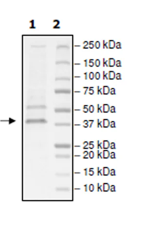 SDS-PAGE - Recombinant Human WDR5 protein (DDDDK tag N-Terminus) (AB271792)