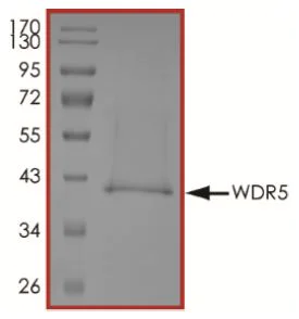 SDS-PAGE - Recombinant Human WDR5 protein (His tag) (AB269132)