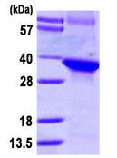 SDS-PAGE - Recombinant Human WDR68 protein (denatured) (AB111624)