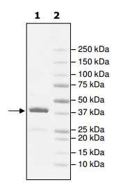 SDS-PAGE - Recombinant Human WDR9/BRWD1 protein (GST tag N-Terminus) (AB195164)