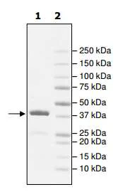 SDS-PAGE - Recombinant Human WDR9/BRWD1 protein (GST tag N-Terminus) (AB195164)